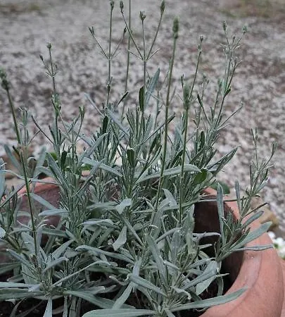 Antico Casale '700 Girasole * Умбертиде