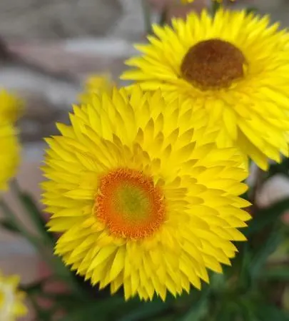 Апартаменты Antico Casale '700 Girasole Умбертиде